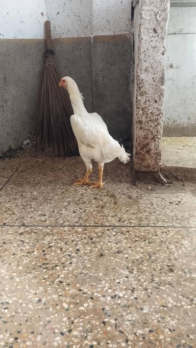 Shamo Female Long hight urgent sale