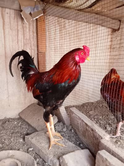 مرغی کی سیل