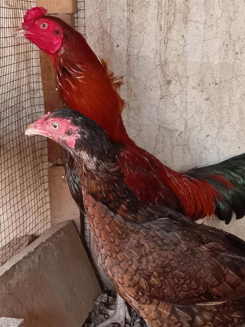 مرغی کی سیل 1