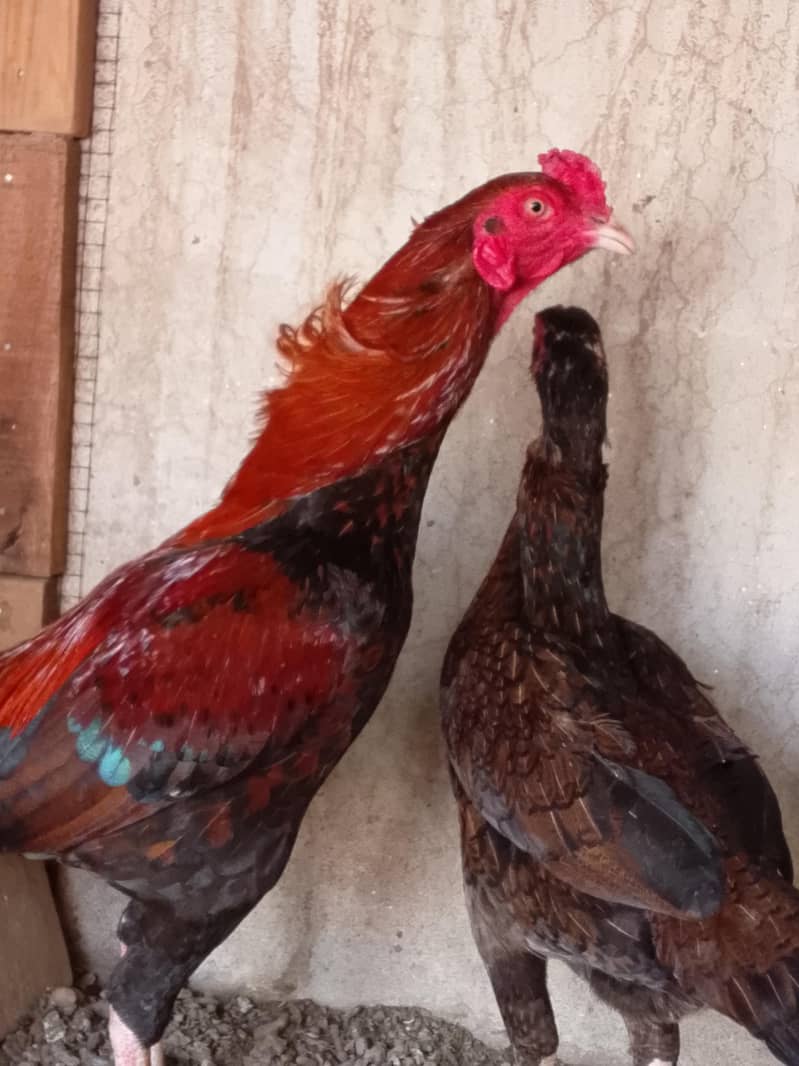 مرغی کی سیل 2