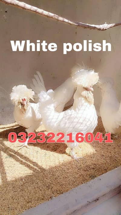 Polish, Serama, Japness,  Shamo, Qandari