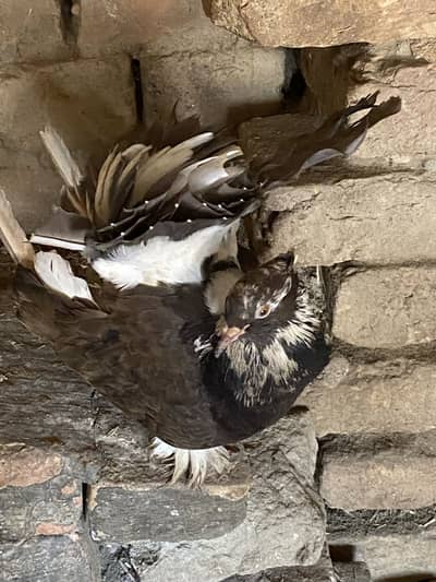 American chocolate jumbo size breeder female 03115733578