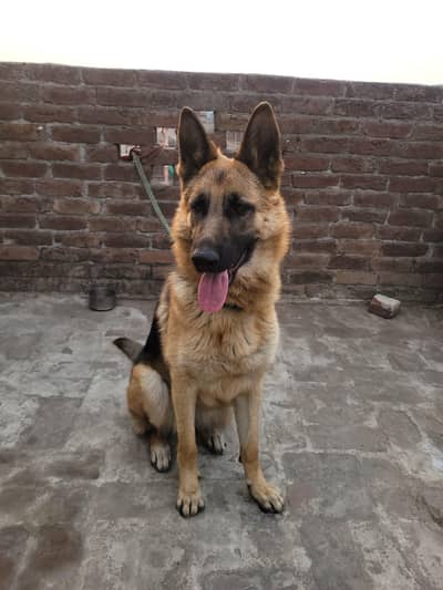 German Shepherd Dog stroke coat female