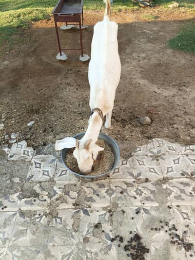 bakri with 4 month jora