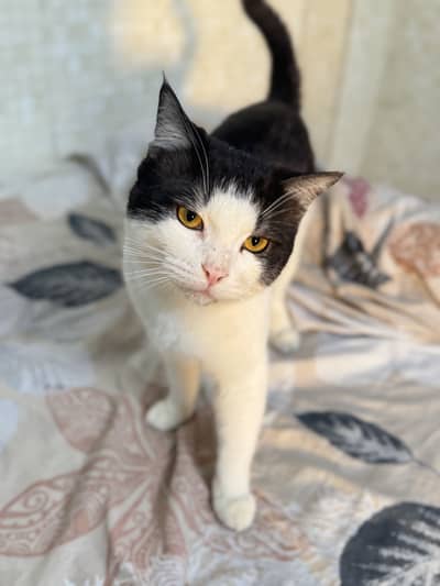 Persian cats for adoption