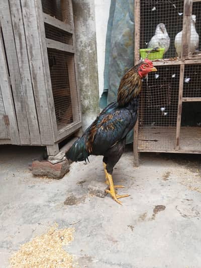 black jawa high quality patha exchange