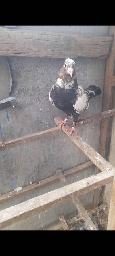 double shade Kabutar For sale