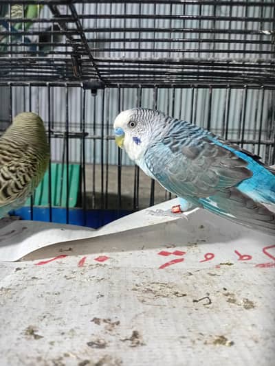 black face female black wing male