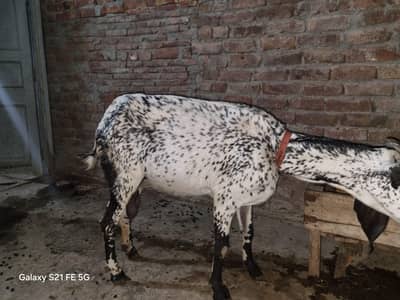 dasi bakri 8dant beautiful hight lenth 03261625706