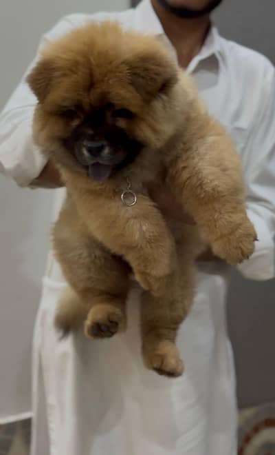 chow chow boys available (imported)