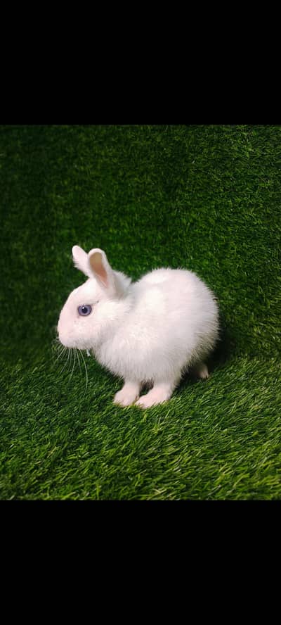 hotot female so cute male mar gaya mry sa that's why i am selling