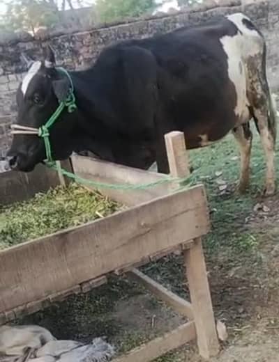 fresion cross cow for sell