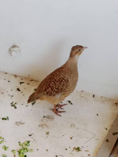 Irani Tetar Pair for sale