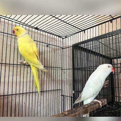 Yellow x white pair for sale breeder pair