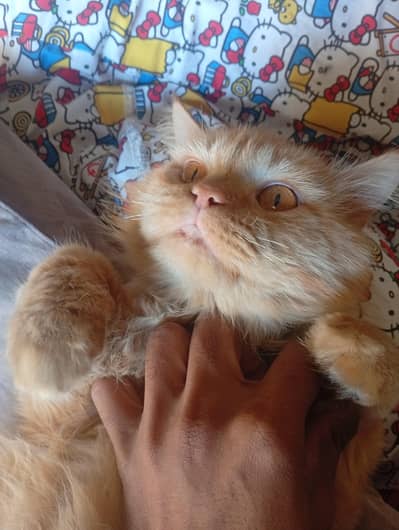 catsfor sale coler brown eyes colorbrowne