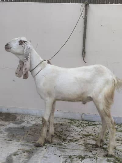 2 dant beatifull bakra