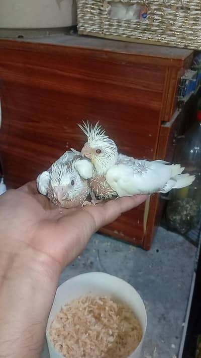 eno chicks pair male female