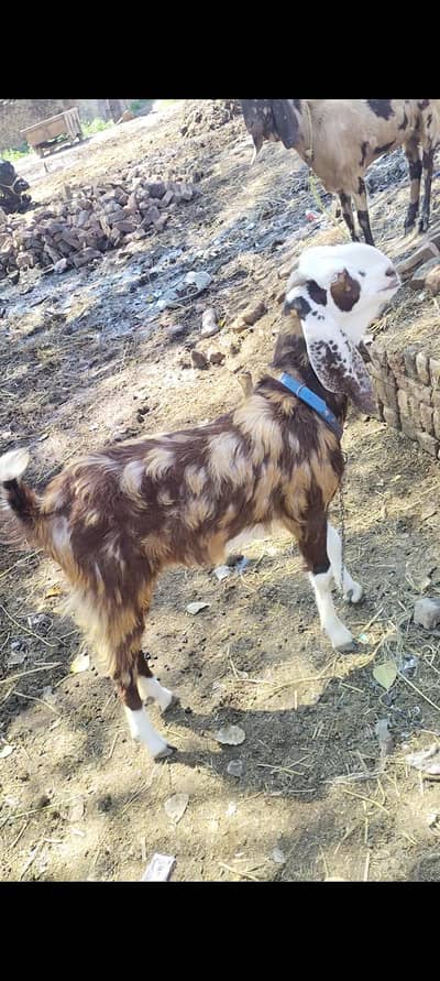 For sale 03127142751