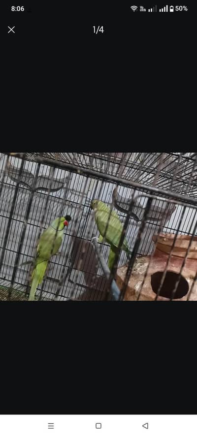 brider pair for sale