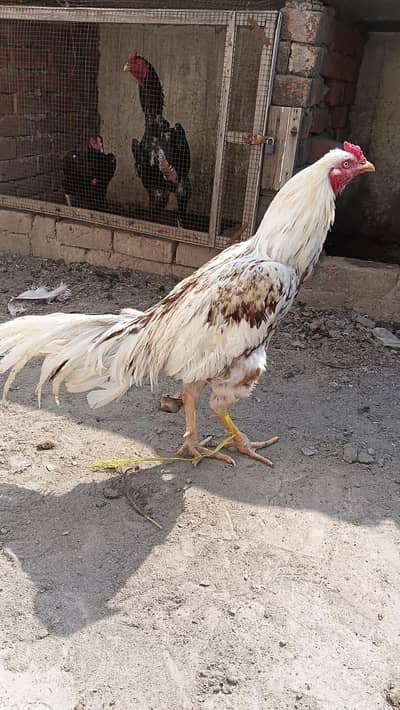 SHAJRA ASEEL MURGHA 03214059840