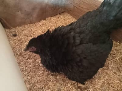 pure Aseel Mianwali and mushki kurak hui murgian for sale