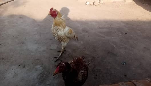 ye pewar aseel hin Lekin Bache nikalwane kelyeb nayab hi nasal he murg