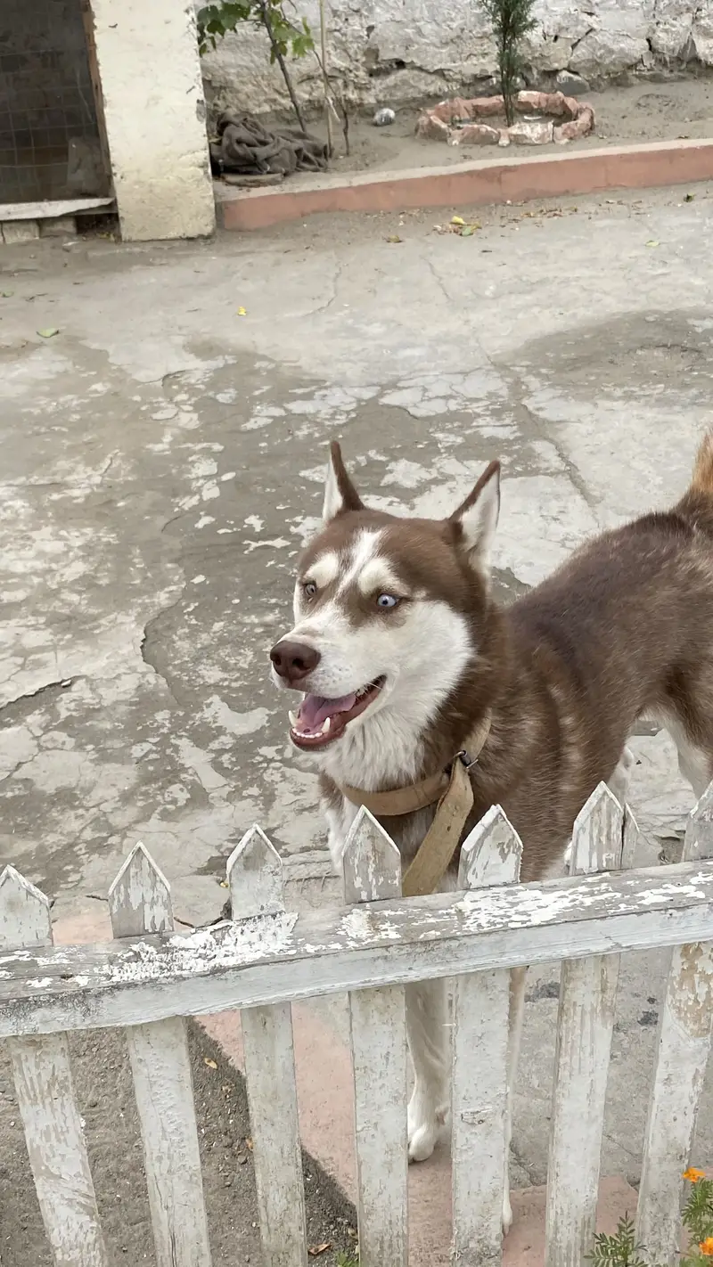 Pure Short-Coated  Siberian Husky — photo 5