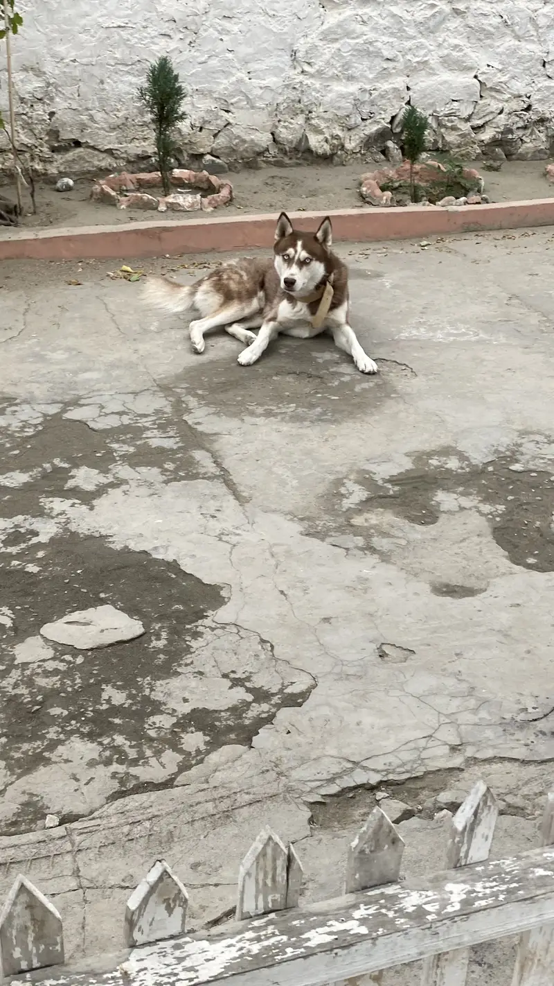 Pure Short-Coated  Siberian Husky — photo 6