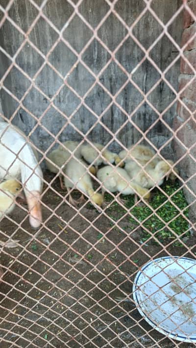 Healthy Long Neck Duck Chicks for Sale Contact# 03046180030