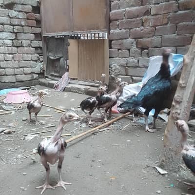 lakha mushka chicks with hen