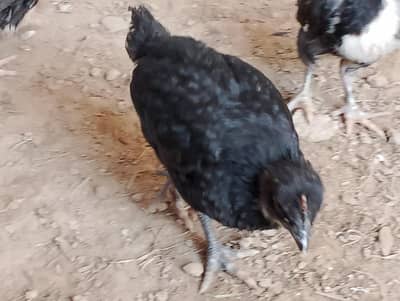 Black chicks for sale/Austrolop for sale