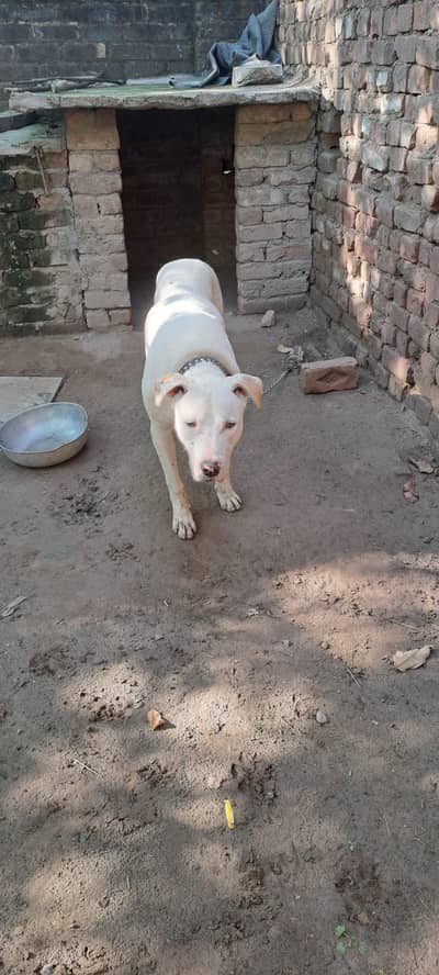 Pakistani Gulldong(Bullygultair) dog.