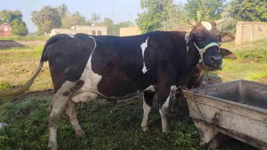 Freezaan and jarsi cross cow