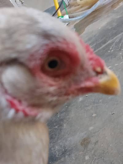 pure heree aseel murga with 3 chicks