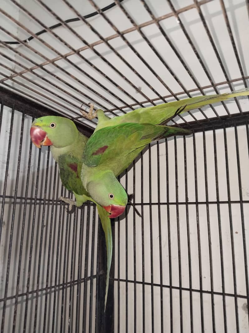 Raw parrots 0