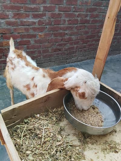 Goat for sale age 6 month active path kheree