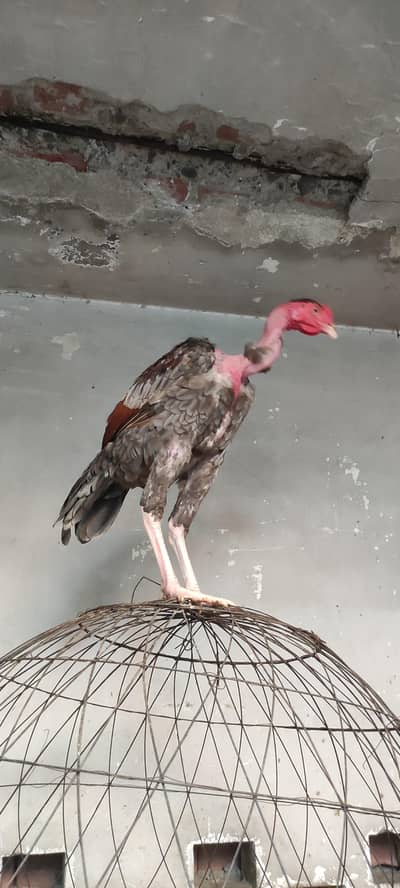 Vietnam+ganoi and ganoi+Thai