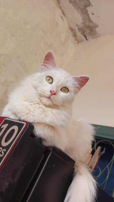 Fluffy Persian Couple Available 