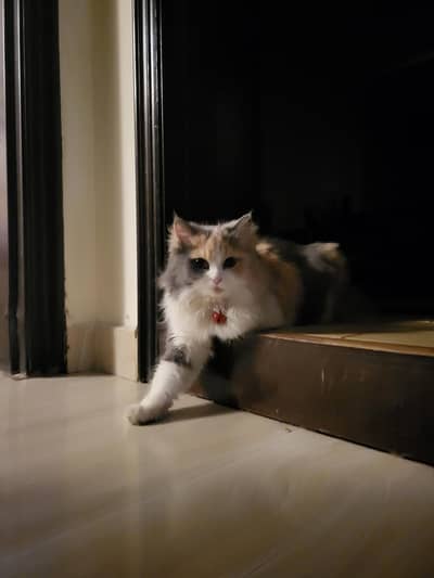 Calico Cat
