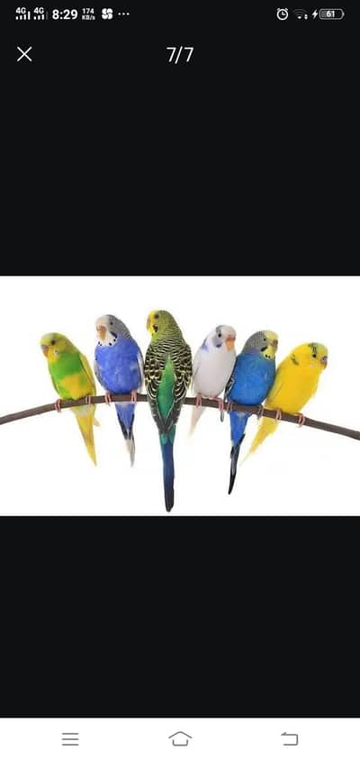 budgie and love birds  breeder female's  WhatsApp number 03406284626