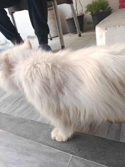 punch face male cat long coat