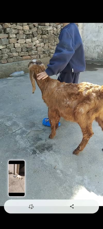 Tedda and Bhalwal Nasal Desi Bakra