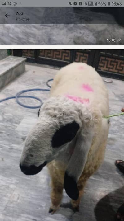 kajka bakra for sale