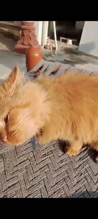 Very beautiful Persian male cat