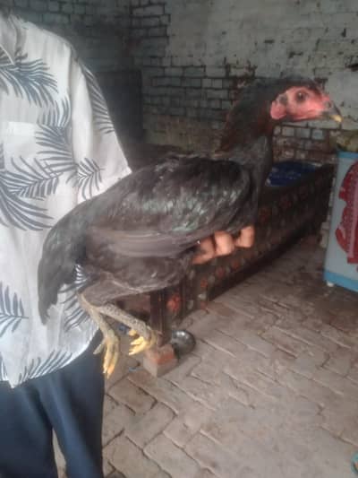 thai aseel pair for sale