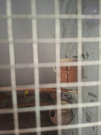 3 breeder pairs one pair with eggs