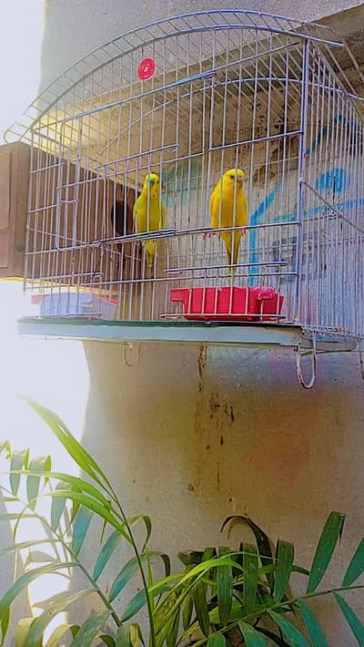 Budgies Breeding Pair