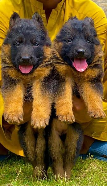 German shepherd long cout pair for sale active and healthy