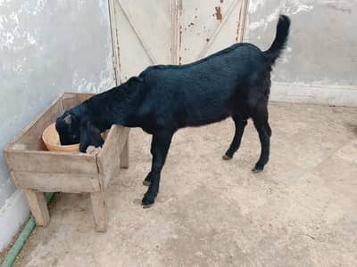 desi Bakra for sale 03405796364