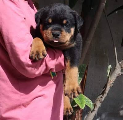 Show quality rottweiler female puppy available. Fix price